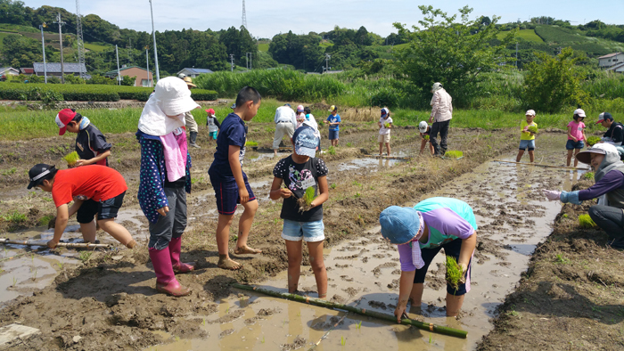 勝間田塾_田植え_竹ものさし